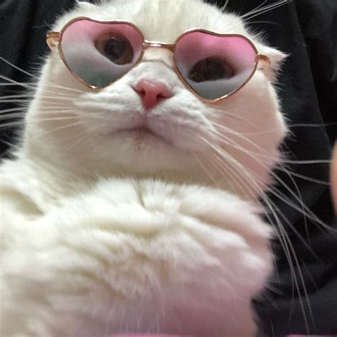 Pin De Em ˚ Aesthetic Photo Gato Com Oculos Gatinhos Fofos Gatos