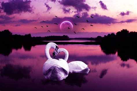Swans Swan Wallpaper Swan Love Beautiful Swan
