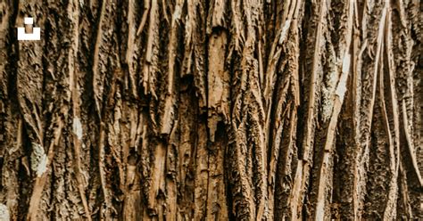 Brown Tree Trunk In Close Up Photography Photo Free Brown Image On