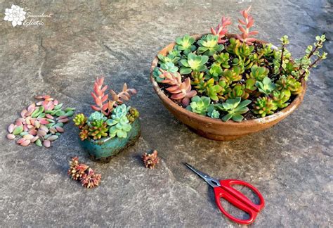 How To Grow Succulent Cuttings The Succulent Eclectic Succulent