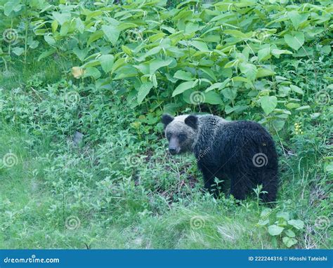 Wild Brown Bear Or Higuma In Shiretoko National Park Hokkaido Japan