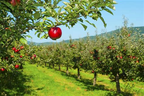 Kercher S Apple Orchard