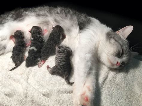 Cat Pregnancy Calculator 2022 Feline Gestation Calendar — The Goody Pet