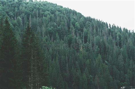 Carpathians Ukrvina Mountain Slope Overgrown With Dense Dark Green