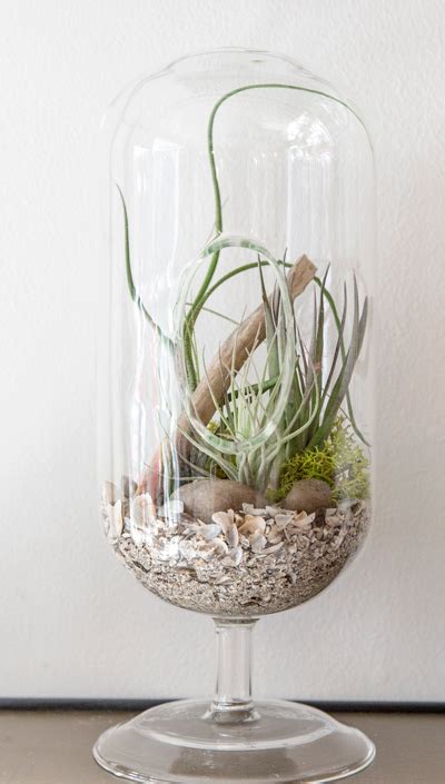 Up in the Air - Air plants and terrariums: low on ...