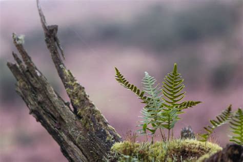 Fern Sori Stock Photos Pictures And Royalty Free Images Istock