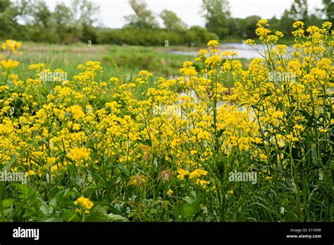 Lachine Waterfront With Large Areas Of Bright Yellow Wild Parsnip