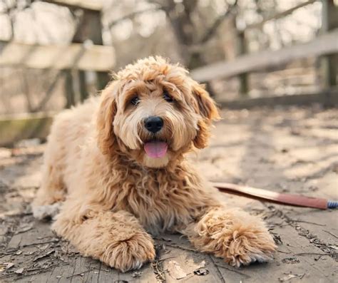 17 Facts About The Goldendoodle All You Need To Know Animals Hq