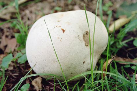 Minnesota Mushrooms All Mushroom Info