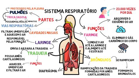 Mapa Mental Sistema Respirat Rio Com Ci Ncia Hotmart