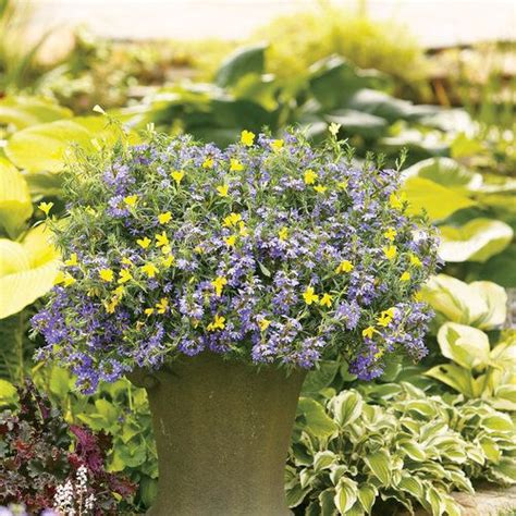 Check spelling or type a new query. Vivaldi | Container flowers, Proven winners flowers ...