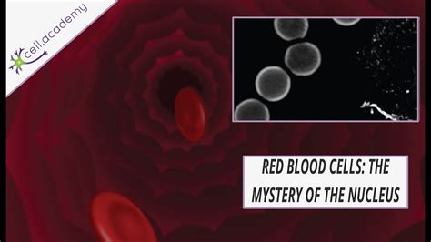 Red Blood Cells The Mystery Of The Nucleus Youtube