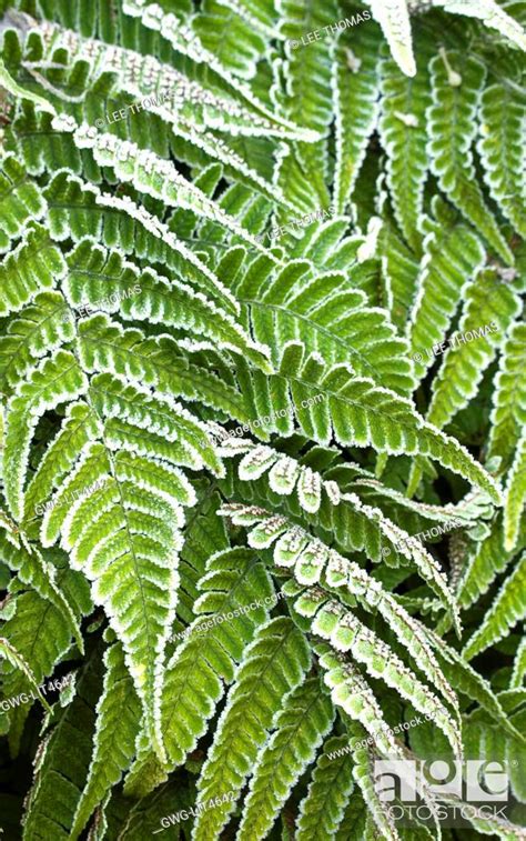 Dryopteris Erythrosora In The Frost Stock Photo Picture And Rights
