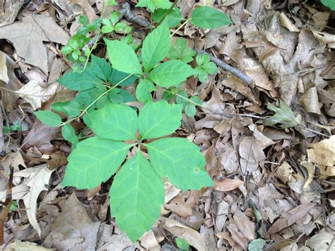 Missives From Missouri Is It Poison Ivy