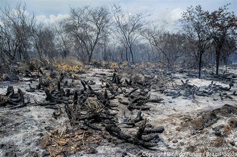 Caatinga Deforestation Burning Brazil Photos
