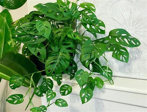 Tanaman ini sekilas mirip dengan pohon kelapa namun memiliki ukuran yang lebih kecil. 5 Jenis Tanaman Hias menjadi Primadona di saat Pandemi ...