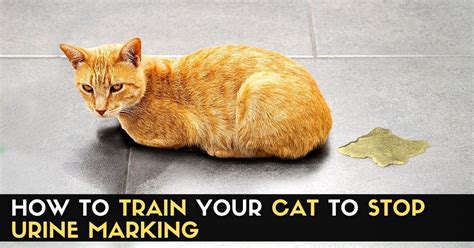 How To Train Your Cat To Stop Urine Marking Enjoy The Pets