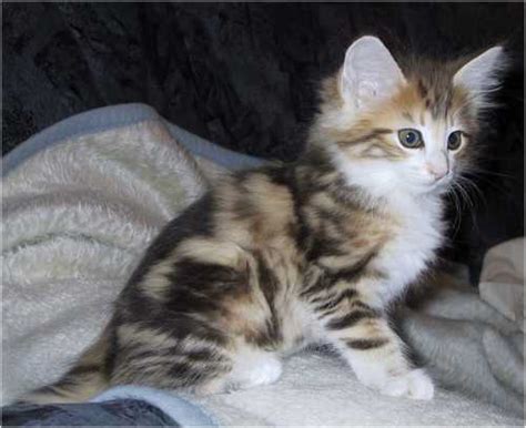 Many kittens are mixed breed and will grow into fairly average sized cats that will weigh around ten pounds or so once adult. File:8 month old Norwegian Forest Cat.jpg - Wikimedia Commons