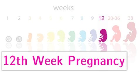 🎖 Embarazo De La Semana 12 Síntomas Desarrollo Del Bebé Y Cambios