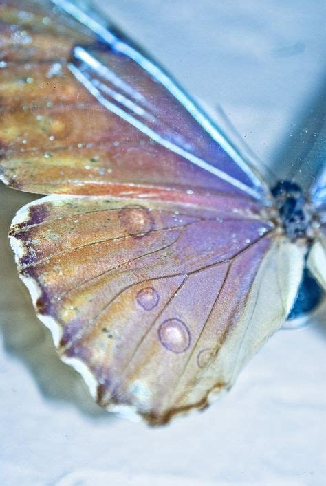 Iridescent Pastel Butterfly Wings Beautiful Butterflies Butterfly