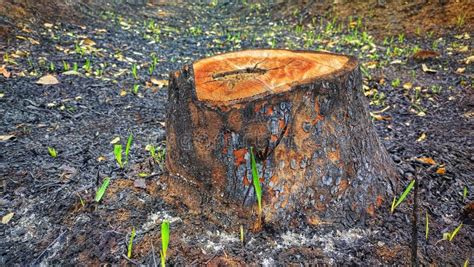A Tree Stump Remaining After Forest Fire Stock Photo Image Of