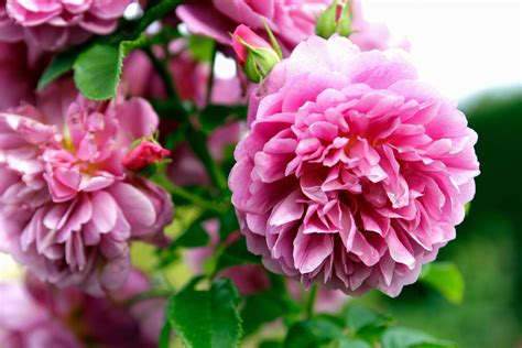 The 10 Most Fragrant Flowers To Plant In Your Garden Best Smelling
