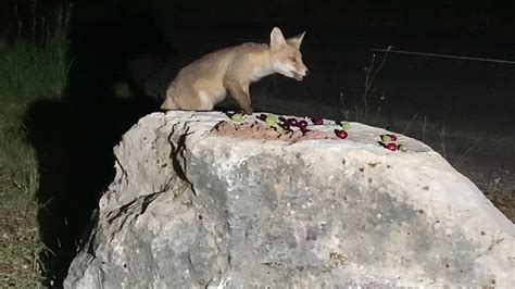 Fox And Cherries 1 Youtube