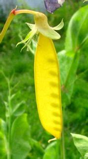 If you've ever grown pea plants (pisum. Peas and Mange-Tout Peas vegetable seed from The Real Seed ...