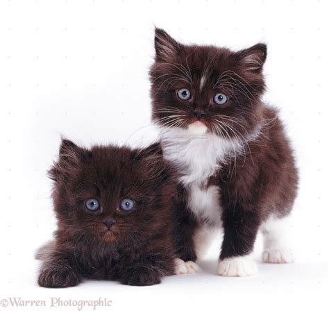 I Love Black And White Kitties Fluffy Kittens Cute Baby Animals