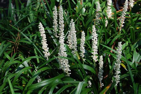 Liriope Muscari ‘monroe White Nurseries Caroliniana