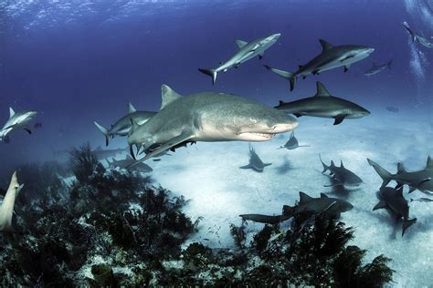 Bull Shark Carcharhinus Leucas — Shark Research Institute