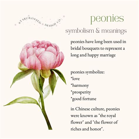 The Symbolism And Meanings Of Peonies Peony Flower Meaning Flower
