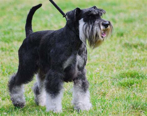 There are millions of homeless dogs across the. Miniature Schnauzer Facts Pictures, Price and Training ...