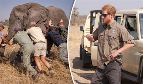 Prince Harrys Elephant Project Huge Success As Last Tuskers Arrive To