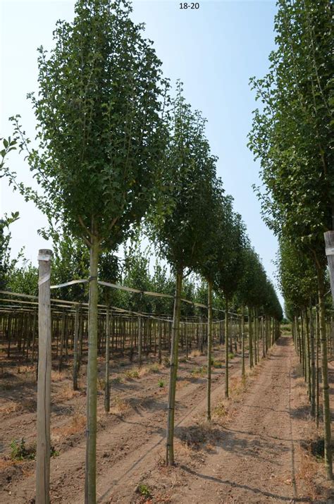 Der weißdorn ist ein wichtiger nektarspender und bietet mit seinen dornigen zweigen schutz für tiere in hof und garten. Sie suchen einen großen Säulenbaum Weißdorn monogyna ...