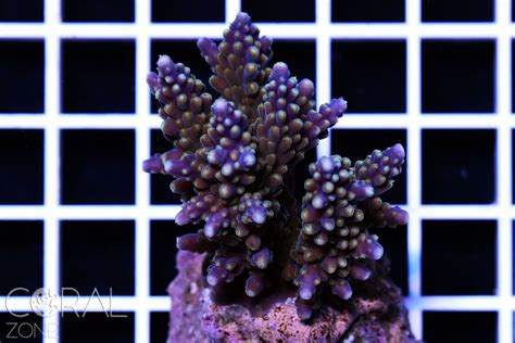 Acropora Nasuta Coral Zone