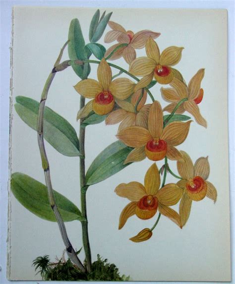 Vintage Orchid Illustration Botanical Print By Goodlookinvintage
