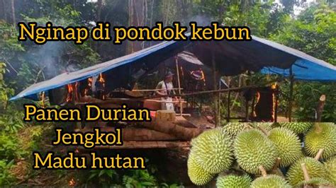 Camping Bermalam Di Pondok Kebun Panen Durian Jengkol Dan Madu Hutan