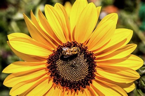 Honey Bee On Sunflower Photograph By Gregory Gendusa Pixels