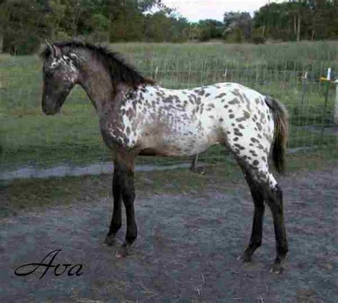 appaloosa sport horse foals  grand design