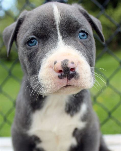 Blue Eyed Pitbull Puppy Male For Sale Blue Nose Pitbull Puppies