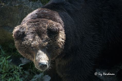 Ezo Higuma Bear Mountain Nature On The Edge