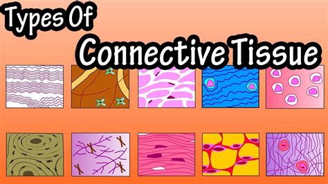 connective tissue examples in the human body