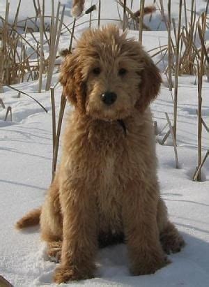 The standard puppy cut looks great and is cute on many different types of curly haired dogs. Goldendoodle | Dog crossbreeds, 15 dogs and Labradoodle