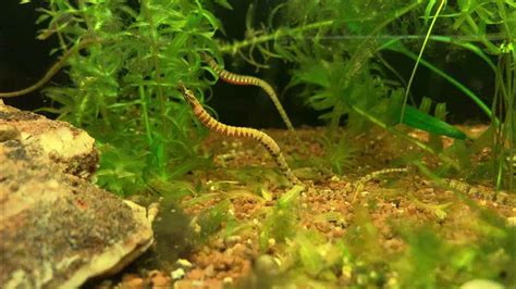 African Freshwater Pipefish With Dance Moves Youtube