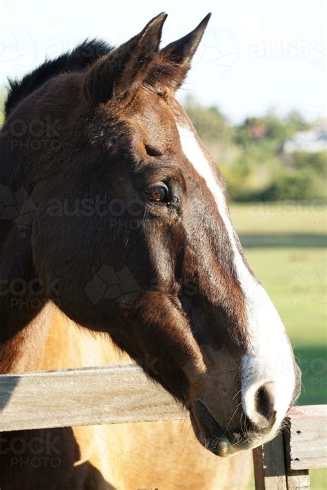 Image Of Horse Head In Profile Austockphoto
