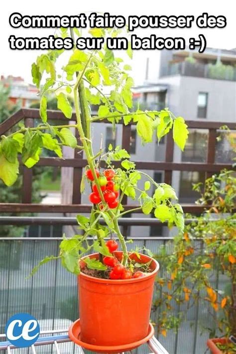 23 Astuces Pour Faire Pousser Un Paquet De Tomates Sur Votre Balcon