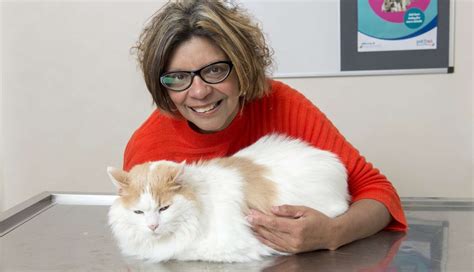 Fat Cat Enters Weight Loss Competition To Get Healthy The Dodo