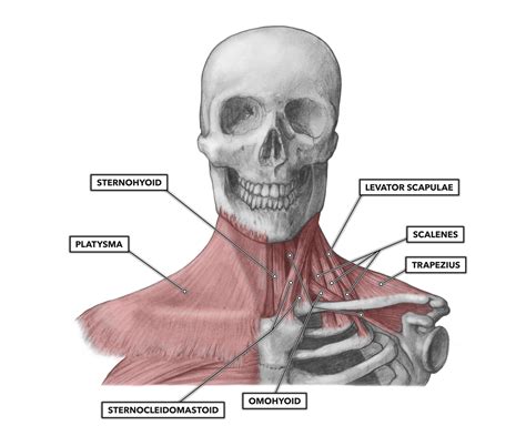 Neck Muscle Diagram The Human Muscle System Neck Muscle Anatomy