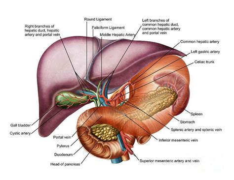 The liver is the largest solid organ in the human body. Liver diagram | Healthiack